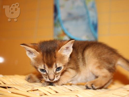 PoulaTo: Εξαιρετικά γατάκια Abyssinian